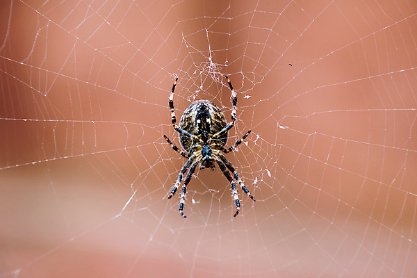 포토 JPG 해외이미지 동물 야생동물 곤충 백그라운드 십자가 자연 사람없음 갈색 정원 웹 흰색 닫기 거미줄 육식동물 거미 내추럴 오싹 해외포토 컬러 인터넷 모션 생태계 파일형식 이미지허브