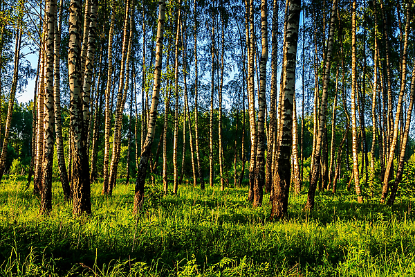 포토 JPG 해외이미지 나무 식물 계절 공원 백그라운드 잎 자연 하늘 아침 그림자 풍경 사람없음 야외 목재 초록색 여름 파란색 빛 햇빛 일출 환경 검은색 일몰 흰색 신선 저녁 숲 러시아 장면 나무껍질 자작나무 내추럴 해외포토 주간 공공시설 유럽 컬러 재료 태양 노을 껍질 야간 생태계 파일형식 이미지허브