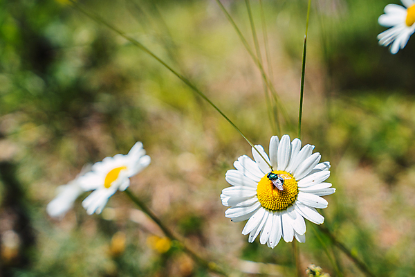 포토 JPG 해외이미지 식물 계절 꽃 꽃무늬 밭 자연 하늘 풍경 잔디 사람없음 야외 초록색 여름 햇빛 태양 농장 노란색 정원 맑음 봄 벚꽃 흰색 시골 신선 땅 허브 데이지 장면 내추럴 캐모마일 평야 해외포토 자연요소 컬러 무늬 농업 날씨 생태계 파일형식 이미지허브