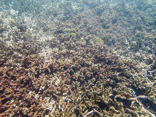 포토 JPG 해외이미지 바다 섬 자연 어류 가면 해변 사람없음 물 모래사장 여행객 환경 수중 수영 자유 체험 행운 스노클링 산호 호주 호흡 크루즈 생태계 다이빙 지느러미 암초 튜브 식민지 채널 해외포토 자연요소 컨셉 배_교통 사람 수중동물 수상스포츠 오세아니아 자포동물 수중스포츠 파일형식 이미지허브