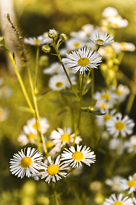 포토 JPG 해외이미지 식물 계절 꽃 자연 요정 사랑 사람없음 햇빛 태양 환경 봄 숲 생태계 데이지 생태학 해외포토 자연요소 교육 감정 파일형식 이미지허브
