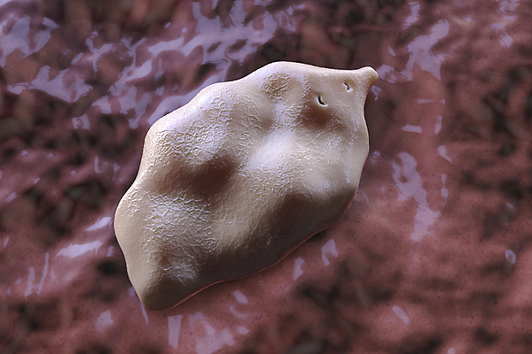 포토 JPG 해외이미지 동물 야생동물 일러스트 해부 자연 사람 사람없음 물 약 3D 양 소 벌레 질병 생물학 간 감염 기생충 노루귀 민물 방치 해외일러스트 자연요소 교육 꽃 곤충 포유류 의학 장기_의학 바이러스 디지털합성 생태계 파일형식 이미지허브