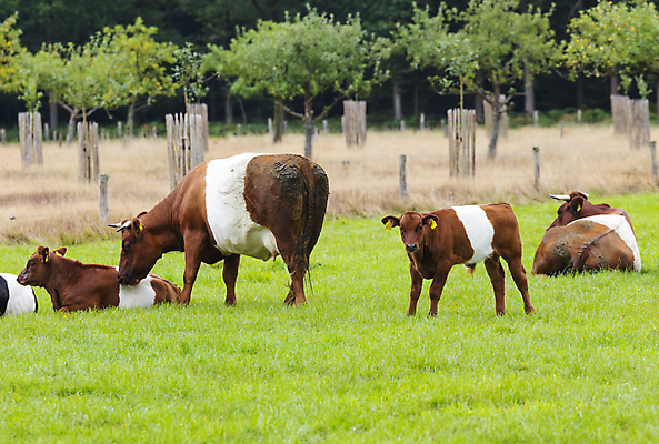 포토 JPG 해외이미지 나무 동물 유럽 농업 포유류 자연 풍경 잔디 사람없음 초록색 파란색 농장 검은색 가축 봄 흰색 시골 소 군중 네덜란드 기르기 깊이 밭일 세련 해외포토 식물 계절 나라 산업 컬러 사람 생태계 돌봄 파일형식 이미지허브