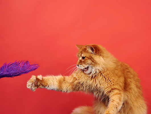 포토 JPG 해외이미지 한마리 포즈 놀이 사람없음 반려동물 갈색 고양이 깃털 빨간배경 앞발 앞발든 해외포토 동물 1 컬러 백그라운드 포유류 빨간색 파일형식 이미지허브