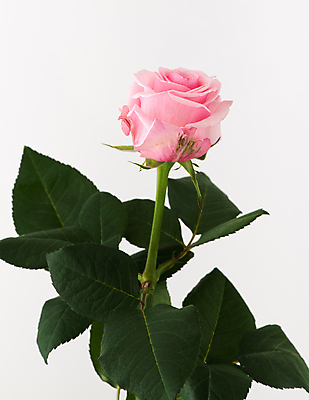 포토 JPG 해외이미지 꽃잎 분홍색 잎 사람없음 장미 흰배경 해외포토 식물 꽃 컬러 백그라운드 흰색 파일형식 이미지허브 이미지허브