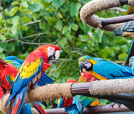 포토 JPG 해외이미지 동물 야생동물 백그라운드 날개 자연 조류 사람없음 빨간색 초록색 파란색 반려동물 컬러풀 노란색 머리 깃털 부리 앵무새 진홍색 해외포토 컬러 신체부위 생태계 파일형식 이미지허브