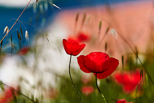 포토 JPG 해외이미지 식물 계절 꽃잎 꽃 백그라운드 꽃무늬 밭 자연 벽지 풍경 사람없음 야외 빨간색 초록색 여름 컬러풀 햇빛 정원 침묵 봄 활발 벚꽃 신선 개화 닫기 소프트포커스 부드러움 양귀비 향 블러 해외포토 컬러 컨셉 무늬 농업 모션 촬영기법 태양 소리 감각 생태계 파일형식 이미지허브