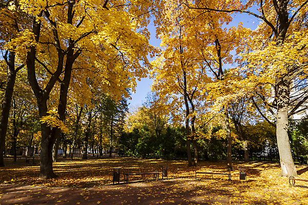 포토 JPG 해외이미지 주간 공원 단풍 낙엽 벤치 단풍나무 풍경 사람없음 야외 주황색 가을 해외포토 자연요소 나무 계절 공공시설 컬러 잎 의자 파일형식 이미지허브