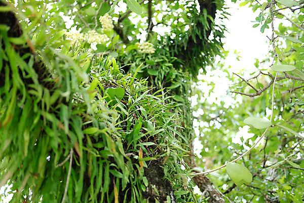 포토 JPG 해외이미지 나무 식물 잎 자연 사람없음 야외 정원 봄 성장 나뭇가지 난초 숲 내추럴 해외포토 계절 생태계 파일형식 이미지허브