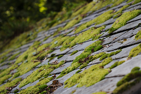 포토 JPG 해외이미지 식물 백그라운드 패턴 건축양식 자연 표면 지붕 날씨 추상 주택 이끼 사람없음 야외 건물 초록색 시골 해조류 닫기 옥상 타일 묘사 질감 겹침 곰팡이 석판 옛날 해외포토 건축물 건축 컬러 무늬 모션 해양식물 생태계 파일형식 이미지허브