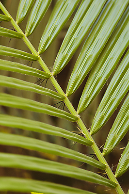 포토 JPG 해외이미지 나무 식물 공원 줄기 섬 잎 이집트 사람없음 야외 초록색 정원 묘사 식물원 해외포토 공공시설 컬러 아프리카 파일형식 이미지허브