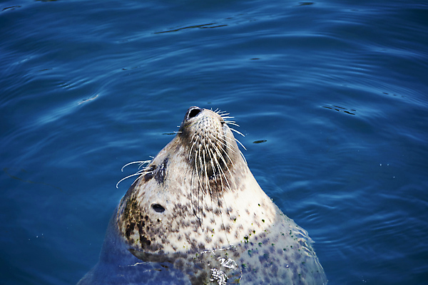 포토 JPG 해외이미지 동물 계절 공원 얼굴 야생동물 바다 여행 신체 공 자연 놀이 불 산 털 어류 미소 사람없음 파란색 세계 점프 회색 원형 입 달콤 강아지 위험 작음 물개 땅 당구 피부 운하 비글 지느러미 수영선수 이국적 전국 견습기간 해외포토 자연요소 도형 공공시설 컬러 컨셉 포유류 모션 운동선수 표정 신체부위 반려동물 구기 바다동물 수중동물 개 맛 크기 생태계 파일형식 이미지허브