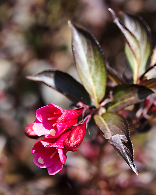 포토 JPG 해외이미지 식물 계절 꽃잎 꽃 꽃무늬 자연 사람없음 야외 환경 정원 성장 벚꽃 신선 개화 닫기 관목 생태계 원예 화단 내추럴 영원 해외포토 나무 무늬 모션 취미 파일형식 이미지허브