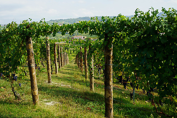 포토 JPG 해외이미지 유럽 잎 농업 과일 자연 포도 휴가 풍경 사람없음 야외 초록색 여행객 와인 이탈리아 성장 농촌 시골 언덕 조경 포도밭 포도나무 산기슭 내추럴 양조장 해외포토 식물 나라 산업 컬러 밭 산 주류 사람 과일나무 생태계 파일형식 이미지허브