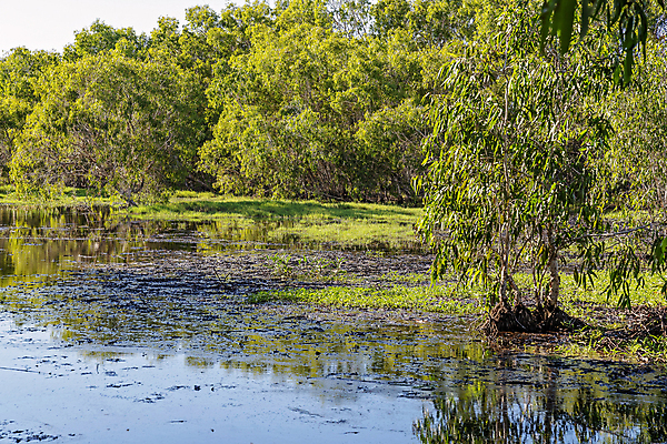 포토 JPG 해외이미지 나무 식물 계절 바다 낚시 열대 종류 사람없음 물 반사 환경 흙 잡초 개울 호주 습지 숲 관목 생태계 뿌리 소금 진흙 시스템 서식지 주거지 해외포토 자연요소 레저 강 오세아니아 파일형식 이미지허브