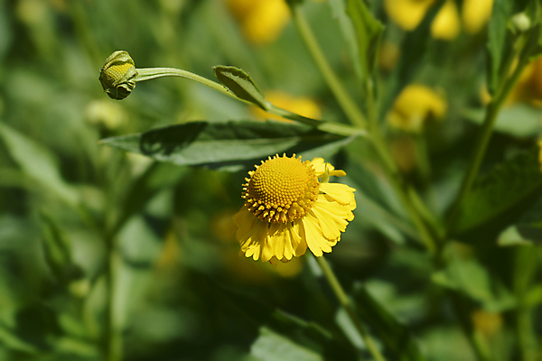 포토 JPG 해외이미지 식물 꽃 잎 자연 사람없음 야외 초록색 노란색 정원 닫기 해외포토 컬러 모션 생태계 파일형식 이미지허브