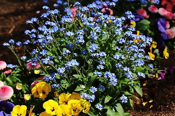 포토 JPG 해외이미지 식물 꽃 봄꽃 자연 사람없음 컬러풀 정원 봄 4월 내추럴 해외포토 계절 컬러 날짜 생태계 파일형식 이미지허브