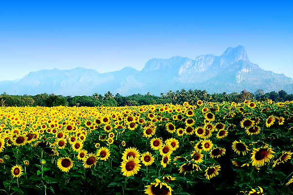 포토 JPG 해외이미지 백그라운드 밭 사람없음 야외 햇빛 밭일 해외포토 농업 태양 파일형식 이미지허브