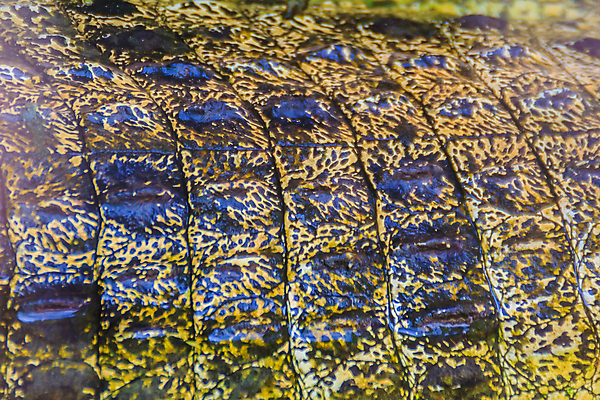 포토 JPG 해외이미지 동물 디자인 옷 야생동물 백그라운드 패턴 신체 가방 파충류 자연 표면 추상 생물 육류 사람없음 농장 갈색 노란색 유행 힘 핸드백 거친 황금 고급 상품 인쇄 위험 가죽 피부 묘사 질감 눈금 육식동물 악어 진흙 사냥꾼 리빙 밭일 소가죽 소금물 해외포토 직업 잡화 컬러 컨셉 무늬 농업 식재료 신체부위 생태계 파일형식 이미지허브