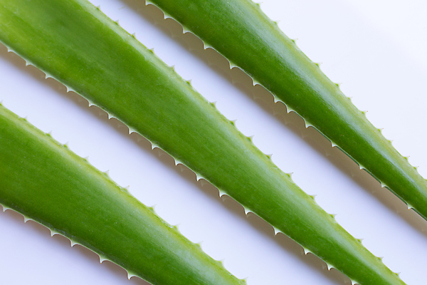 포토 JPG 해외이미지 스튜디오촬영 실내 사람없음 흰배경 알로에 해외포토 식물 백그라운드 내부 흰색 파일형식 이미지허브