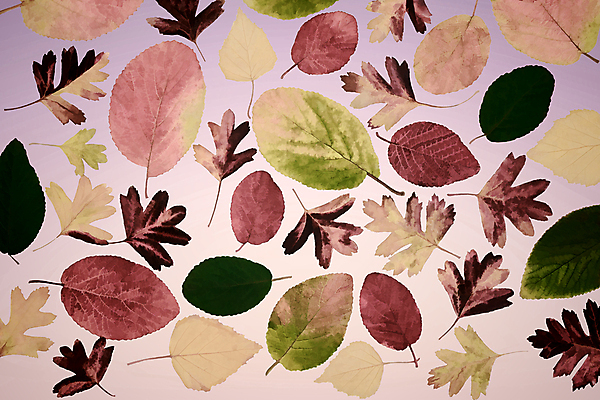 포토 JPG 해외이미지 나무 디자인 계절 공원 행복 분홍색 백그라운드 단풍 잎 패턴 오렌지 자연 벽지 하늘 사람없음 빨간색 초록색 빛 컬러풀 태양 노란색 환경 정원 광선 가을 흰색 황금 숲 11월 오브젝트 10월 완벽 해외포토 자연요소 식물 공공시설 감정 컬러 컨셉 무늬 과일 날짜 생태계 파일형식 이미지허브