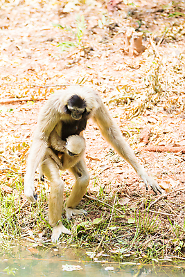 포토 JPG 해외이미지 나무 동물 손 응시 여자 아시아 얼굴 야생동물 음식 백그라운드 포유류 태국 자연 엄마 동물원 앉기 사람없음 초록색 갈색 검은색 우유 흰색 원숭이 아기 숲 멸종 유인원 수유 해외포토 식물 시선 나라 컬러 가족 모션 유제품 사람 신체부위 생태계 파일형식 이미지허브