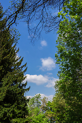 포토 JPG 해외이미지 나무 식물 구름 공원 실루엣 백그라운드 잎 자연 벽지 하늘 프레임 풍경 사람없음 야외 목재 초록색 여름 파란색 빛 햇빛 환경 정원 맑음 봄 나뭇가지 신선 숲 내추럴 해외포토 자연요소 계절 공공시설 컬러 재료 날씨 촬영기법 태양 생태계 파일형식 이미지허브