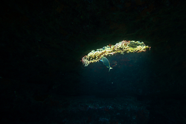 포토 JPG 해외이미지 동물 야생동물 바다 섬 여행 창문 학교 자연 낚시 어류 사람없음 빨간색 물 파란색 빛 바닷속 수중 수영 펼침 구멍 잠수부 생태계 다이빙 암초 내추럴 깊이 무료 파라다이스 해외포토 자연요소 교육 컬러 모션 레저 수중동물 수상스포츠 전문직 수중스포츠 파일형식 이미지허브