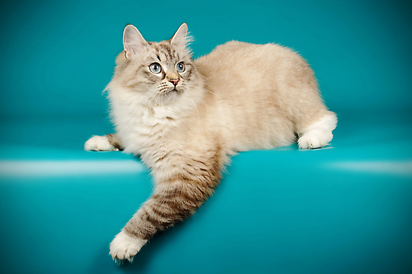 포토 JPG 해외이미지 한마리 사람없음 파란색 반려동물 고양이 네바마스커레이드 해외포토 동물 1 컬러 포유류 파일형식 이미지허브