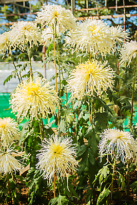 포토 JPG 해외이미지 식물 계절 꽃잎 꽃 줄기 꽃다발 백그라운드 잎 겨울 꽃무늬 자연 벽지 국화 사람없음 장식 여름 컬러풀 노란색 머리 정원 침묵 봄 활발 가을 나뭇가지 신선 개화 변화 우아함 자주색 질감 꽃가루 잡종 방사형 해외포토 나무 컬러 컨셉 무늬 신체부위 소리 가루 생태계 파일형식 이미지허브