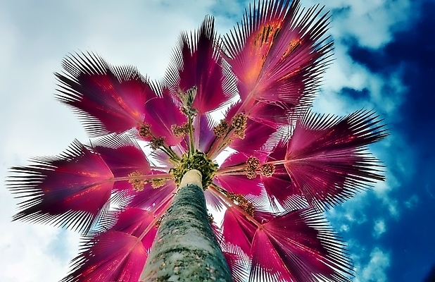 포토 JPG 해외이미지 구름 분홍색 하늘 사람없음 야외 야자수 세이셸 야자수잎 해외포토 자연요소 나무 컬러 잎 아프리카 파일형식 이미지허브