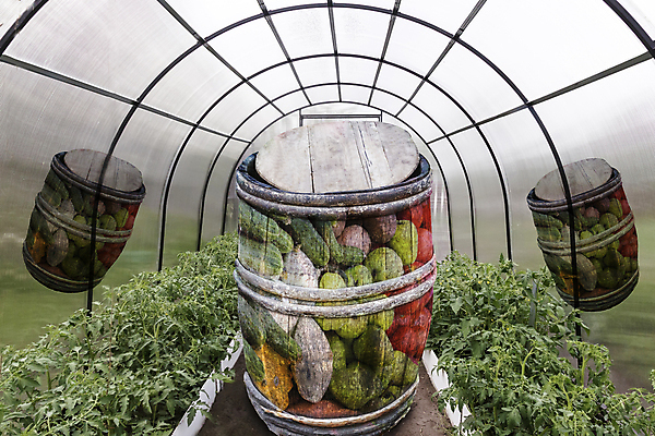 포토 JPG 해외이미지 식물 계절 음식 컨셉 농업 토마토 채소 자연 지붕 추상 프레임 실내 건강 사람없음 초록색 빛 햇빛 농장 정원 흙 봄 꿈 수확 성장 투명 그룹 플라스틱 유기농 원예 공상 후추 건강식 묘목 온실 해외포토 나무 웰빙 산업 컬러 무늬 재질 취미 내부 태양 향신료 생태계 파일형식 이미지허브