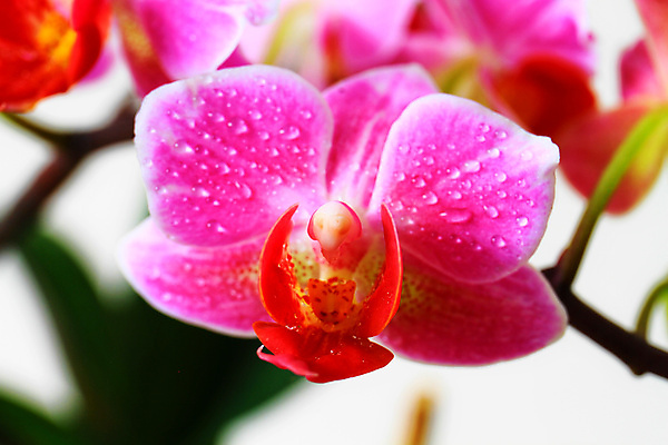 포토 JPG 해외이미지 식물 디자인 꽃잎 꽃 줄기 분홍색 백그라운드 잎 꽃무늬 자연 선물 사람없음 장식 초록색 보라색 검은색 벚꽃 흰색 나뭇가지 신선 개화 난초 우아함 닫기 제비꽃 호접란 강렬 고립 이국적 해외포토 나무 컬러 컨셉 무늬 모션 생태계 파일형식 이미지허브