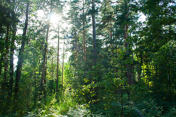 포토 JPG 해외이미지 나무 식물 계절 공원 길 백그라운드 잎 자연 벽지 이끼 풍경 사람없음 야외 목재 초록색 여름 빛 햇빛 갈색 평화 환경 봄 성장 시골 고독 숲 땅 장면 전나무 내추럴 섞기 옛날 가문비나무 해외포토 공공시설 감정 컬러 컨셉 재료 태양 생태계 파일형식 이미지허브