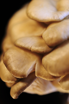 포토 JPG 해외이미지 음식 백그라운드 채소 재료 자연 건강 사람없음 버섯 굴 신선 그룹 맛 자르기 먹기 유기농 질감 내추럴 고립 채식주의자 해외포토 웰빙 컨셉 모션 어패류 생태계 채식 파일형식 이미지허브