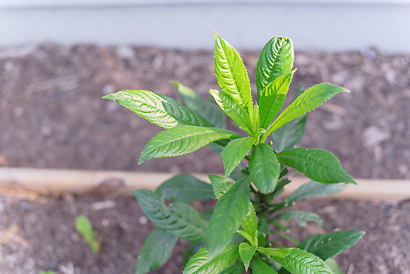 포토 JPG 해외이미지 식물 백그라운드 잎 자연 건강 외벽 사람없음 야외 초록색 약 정원 미국 흙 성장 나뭇가지 신선 양념 닫기 허브 관목 유기농 아로마 국산 내추럴 텍사스 해외포토 나무 웰빙 벽 컬러 북아메리카 의학 모션 생태계 파일형식 이미지허브