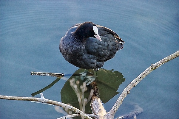 포토 JPG 해외이미지 동물 조류 사람없음 봄 화창 해외포토 계절 날씨 파일형식 이미지허브