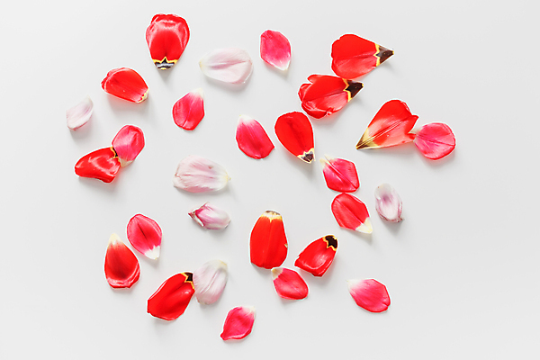 포토 JPG 해외이미지 식물 전통 디자인 꽃잎 꽃 분홍색 백그라운드 컨셉 잎 꽃무늬 패턴 자연 벽지 표면 추상 안테나 미술 경사 사람없음 장식 빨간색 컬러풀 우주 봄 튤립 수확 흰색 직물 신선 신용카드 플랫 정상 묘사 질감 복고 위치 내추럴 고립 핸드메이드 스타일 해외포토 계절 컬러 무늬 농업 통신 문화예술 금융 생태계 파일형식 이미지허브