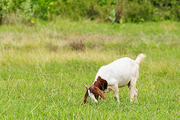 포토 JPG 해외이미지 동물 행복 백그라운드 밭 농업 포유류 태국 자연 염소 사람없음 야외 초록색 컬러풀 농장 농경지 걷기 마을 환경 가축 목장 농촌 시골 신선 그룹 양치기 군중 방목 땅 먹기 내추럴 밭일 수유 찰과상 해외포토 직업 감정 산업 아시아 컬러 모션 사람 축산업 상처 생태계 파일형식 이미지허브
