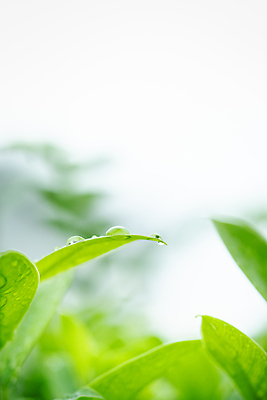 포토 JPG 해외이미지 나무 식물 계절 백그라운드 컨셉 잎 패턴 자연 벽지 추상 잔디 사람없음 초록색 빛 컬러풀 햇빛 태양 우주 환경 정원 맑음 봄 성장 신선 숲 질감 보케 부드러움 내추럴 블러 생태학 지구의날 카피스페이스 그리너리 효과 해외포토 자연요소 교육 기념일 컬러 무늬 날씨 공백 감각 생태계 파일형식 트랜드컬러 이미지허브