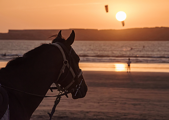 포토 JPG 해외이미지 동물 실루엣 모래 바다 여행 오렌지 포유류 아프리카 자연 하늘 휴가 풍경 사람없음 야외 물 여름 파란색 빛 햇빛 태양 반사 갈색 노란색 일몰 자유 승마 갈기 모로코 안장 혼자 해외포토 자연요소 계절 나라 스포츠 컬러 컨셉 과일 촬영기법 노을 생태계 파일형식 이미지허브