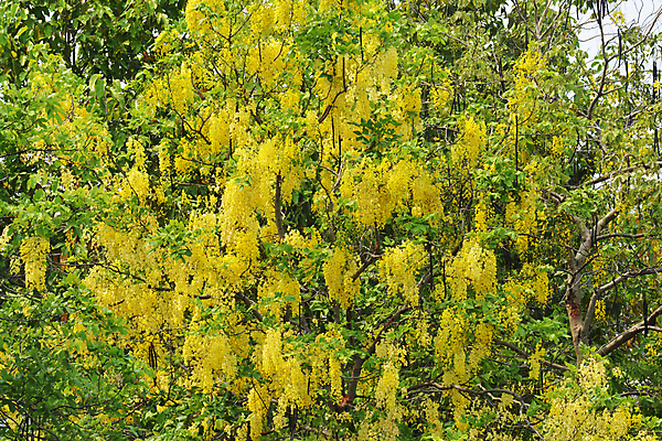 포토 JPG 해외이미지 나무 식물 꽃잎 꽃 꽃무늬 태국 자연 벽지 매달리기 사람없음 여름 빛 노란색 환경 정원 벚꽃 나뭇가지 개화 황금 묘사 나무껍질 꼬투리 드럼스틱 해외포토 계절 아시아 컬러 무늬 모션 껍질 생태계 파일형식 이미지허브