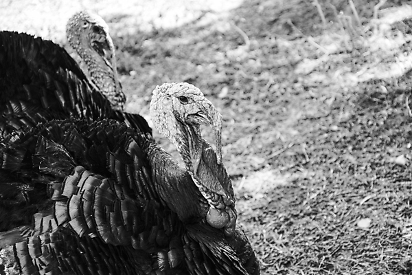 포토 JPG 해외이미지 동물 응시 남자 지구 야생동물 음식 2 농업 조류 뼈 사람없음 가로 초록색 반려동물 컬러풀 펜 검은색 가축 흰색 시골 만 피부 깃털 그림 유기농 사냥 부리 부름 추수감사절 길이 칠면조 수탉 외양간 밭일 화창 해외포토 웰빙 시선 산업 기독교 컬러 모션 날씨 사람 신체부위 필기구 닭 수컷 파일형식 이미지허브