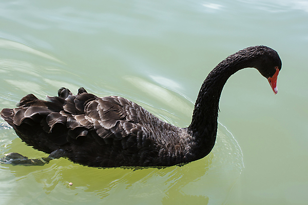포토 JPG 해외이미지 호수 자연 조류 오리 사람없음 물 흰색 연못 당구 부리 거위 해외포토 자연요소 동물 컬러 구기 생태계 파일형식 이미지허브