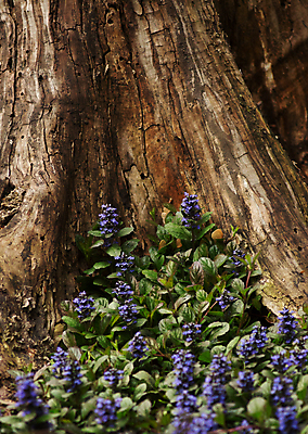 포토 JPG 해외이미지 식물 꽃 잎 꽃무늬 밭 자연 풍경 사람없음 초록색 파란색 갈색 정원 보라색 봄 카펫 덮개 벚꽃 개화 제비꽃 원예 상록수 내추럴 영원 해외포토 계절 컬러 무늬 농업 취미 뚜껑 생태계 파일형식 이미지허브