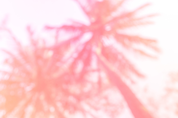 포토 JPG 해외이미지 주간 분홍색 사람없음 야외 아웃포커스 여름 야자수 여름풍경 해외포토 자연요소 나무 계절 컬러 촬영기법 풍경 파일형식 여름_계절 이미지허브