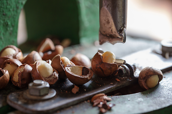 포토 JPG 해외이미지 실내 사람없음 아웃포커스 기계 껍질 소프트포커스 깨짐 마카다미아 해외포토 컨셉 촬영기법 내부 견과류 파일형식 이미지허브