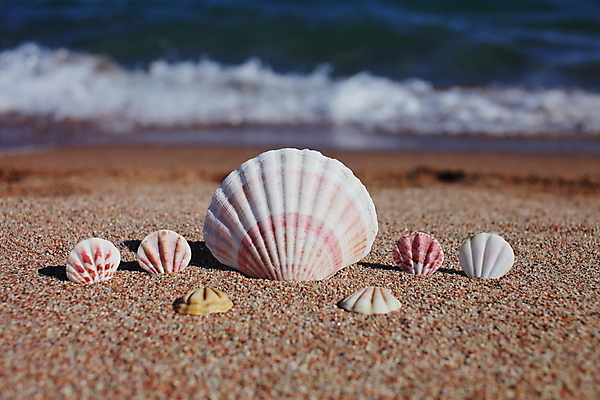 포토 JPG 해외이미지 주간 모래 해변 사람없음 야외 장식 조개껍데기 꽂음 해외포토 자연요소 바다 조개 파일형식 이미지허브