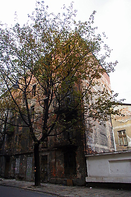 포토 JPG 해외이미지 나무 벽 백그라운드 잎 창문 표면 벽돌 거리 사람없음 건물 숫자 수리 버리기 묘사 사인 폐허 부활 지역 유대인 폴란드 노출 깨짐 방치 복원 석고 썩음 옛날 취급주의 크라쿠프 해외포토 식물 문자 건축물 유럽 컨셉 모션 경고 파일형식 이미지허브