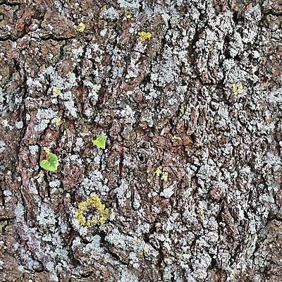 포토 JPG 해외이미지 나무 식물 디자인 백그라운드 패턴 자연 표면 추상 프레임 이끼 사람없음 목재 초록색 갈색 환경 수확 소나무 거친 닫기 숲 묘사 질감 나무껍질 내추럴 수목 옛날 현실 해외포토 컬러 무늬 농업 재료 모션 껍질 생태계 파일형식 이미지허브